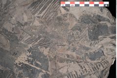 Foto (Detailansicht) von Pterophyllum longifolium Br. (NHMW-GEO-2024-0188-10647)